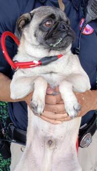 61724256 -  Pug and Mixed Breed Dog for Adoption in El Paso, Texas - 61724256 | PetCurious