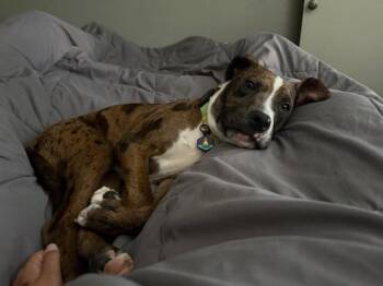 Rescue Boxer Dogs for Adoption in Washougal, Washington - Finley | PetCurious
