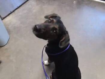 CATWOMAN -  Plott Hound and Mixed Breed Dog for Adoption in Tulsa, Oklahoma - CATWOMAN | PetCurious