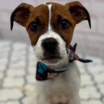 Pit Bull Terrier and Mixed Breed Dogs Available for Adoption in Northville, Michigan - Moe | PetCurious