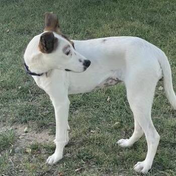 Parsley -  Mixed Breed Dog for Adoption in Prescott, Arizona - Parsley | PetCurious