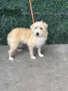 BENJI -  Terrier and Mixed Breed Dog for Adoption in El Paso, Texas - BENJI | PetCurious