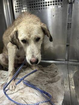 Buffy -  Labrador Retriever Dog for Adoption in Austin, Texas - Buffy | PetCurious