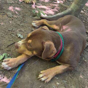 Geronimo -  Mixed Breed Dog for Adoption in Greensboro, North Carolina - Geronimo | PetCurious