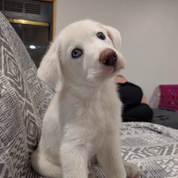 Summit -  Great Pyrenees Dog for Adoption in Newton, Iowa - Summit | PetCurious