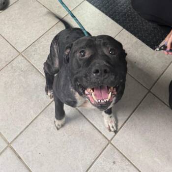 Armando Brewer -  Mixed Breed Dog for Adoption in Savannah, Georgia - Armando Brewer | PetCurious