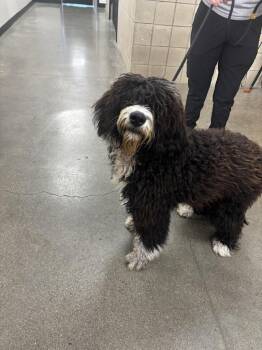Netty -  Poodle Dog for Adoption in Greenfield, Indiana - Netty | PetCurious