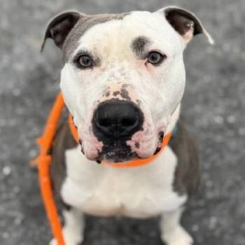 Mixed Breed Dogs Available for Adoption - Hermes | PetCurious