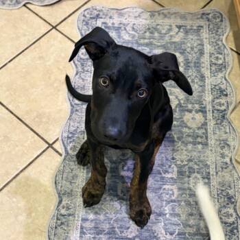 Mixed Breed Dogs Available for Adoption in Las Vegas, Nevada - Ash  | PetCurious