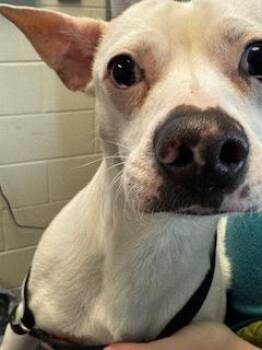 Mixed Breed Dogs Available for Adoption in Key West, Florida - Anubis | PetCurious