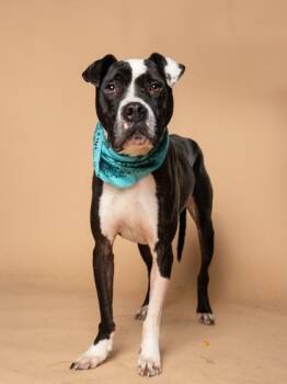 Pit Bull Terrier and Mixed Breed Dogs Available for Adoption - Panda | PetCurious