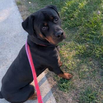 Rescue Rottweiler Dogs for Adoption in Ballston Spa, New York - Rolly / (Otto Original Name) | PetCurious