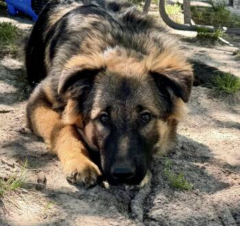 Mischief -  German Shepherd Dog Dog for Adoption in Yorktown, Virginia - Mischief | PetCurious