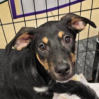 Cody LB -  Terrier and Schnauzer Dog for Adoption in Austin, Texas - Cody LB | PetCurious