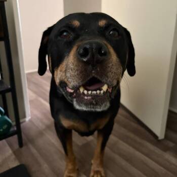 Buddy -  Rottweiler Dog for Adoption in Pasadena, California - Buddy | PetCurious