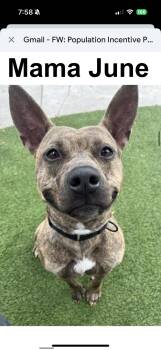 Rescue Pit Bull Terrier Dogs for Adoption in Lakeland, Florida - Mama June | PetCurious