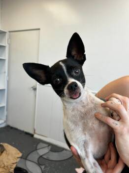 Rescue Mixed Breed Dogs for Adoption in Thousand Oaks, California - Tux | PetCurious