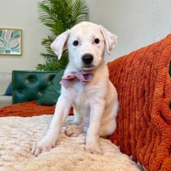 Diamond Social So Sweet -  Great Pyrenees and Labrador Retriever Dog for Adoption in Friendswood, Texas - Diamond Social So Sweet | PetCurious