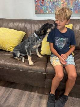 Bumble Bee Honey Blossom -  Cattle Dog Dog for Adoption in Friendswood, Texas - Bumble Bee Honey Blossom | PetCurious