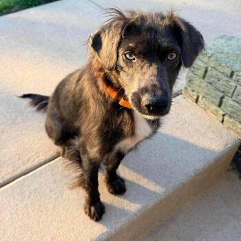 Stride -  Australian Shepherd and Mixed Breed Dog for Adoption in Fredericksburg, Virginia - Stride | PetCurious