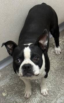 Gucci -  Boston Terrier Dog for Adoption in Little Rock, Arkansas - Gucci | PetCurious