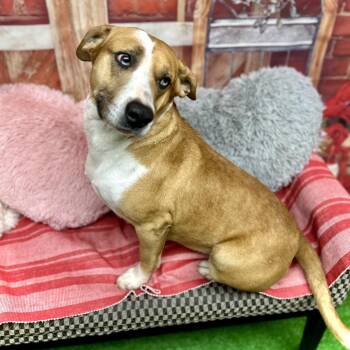 Mixed Breed Dogs Available for Adoption - Oatmeal | PetCurious