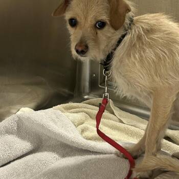 Terrier Dogs Available for Adoption in Palm Springs, California - Harmony | PetCurious
