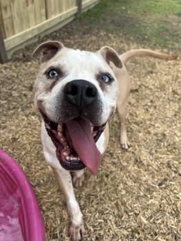 Rescue Pit Bull Terrier Dogs for Adoption in Pearland, Texas - Hobbes | PetCurious
