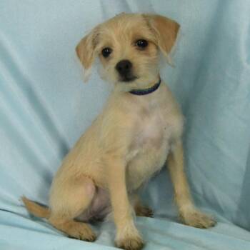 Journee -  Terrier and Mixed Breed Dog for Adoption in South Elgin, Illinois - Journee | PetCurious