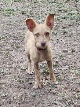 ICE -  Terrier Dog for Adoption in San Antonio, Texas - ICE | PetCurious