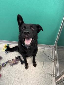 Raven -  German Shepherd Dog and Labrador Retriever Dog for Adoption in Pequot Lakes, Minnesota - Raven | PetCurious