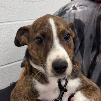 Sawyer -  Australian Shepherd and Dachshund Dog for Adoption in Zanesville, Ohio - Sawyer | PetCurious