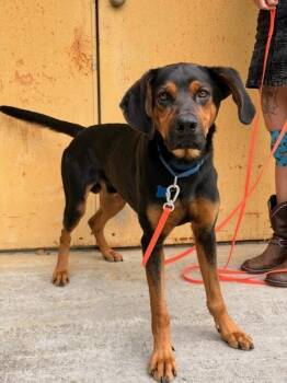 Poe (or "Bubba") -  Coonhound Dog for Adoption in Muskegon, Michigan - Poe (or "Bubba") | PetCurious