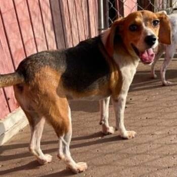 Mona -  Beagle Dog for Adoption in Calverton, New York - Mona | PetCurious