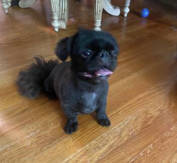 Jonie -  Pekingese Dog for Adoption in Kimberlin Heights, Tennessee - Jonie | PetCurious