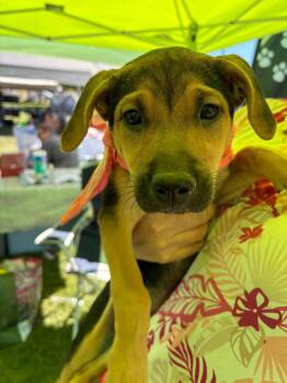 Princess -  Mixed Breed Dog for Adoption in Chino Valley, Arizona - Princess | PetCurious