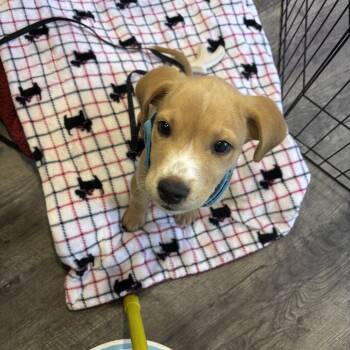 Charlie Brown -  Labrador Retriever and Beagle Dog for Adoption in Waxhaw, North Carolina - Charlie Brown | PetCurious