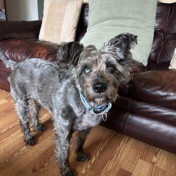 Shadow -  Schnauzer Dog for Adoption in Whitewater, Wisconsin - Shadow | PetCurious