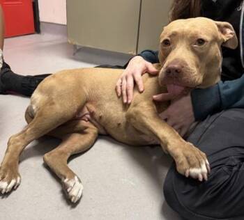 Georgia -  Mixed Breed Dog for Adoption in West Chester, Pennsylvania - Georgia | PetCurious