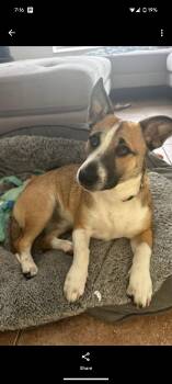 Rescue Corgi Dogs for Adoption - Rocky | PetCurious