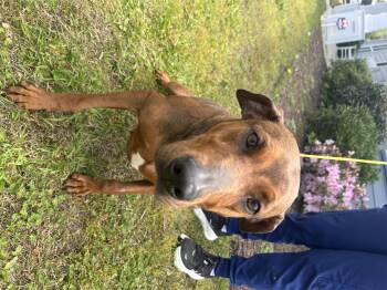 Hound and Doberman Pinscher Dogs Available for Adoption in Winnabow, North Carolina - Frannie | PetCurious