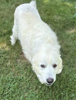 PYRA -  Great Pyrenees Dog for Adoption in Newport, New Hampshire - PYRA | PetCurious