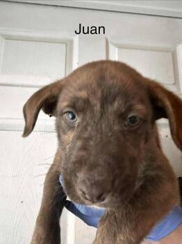 Pit Bull Terrier Dogs Available for Adoption - Juan | PetCurious