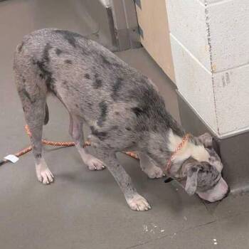 Betty -  Mixed Breed Dog for Adoption in Asheville, North Carolina - Betty | PetCurious
