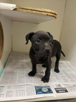 SPRINKLES -  Labrador Retriever and Mixed Breed Dog for Adoption in Texas City, Texas - SPRINKLES | PetCurious