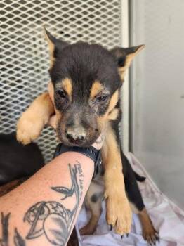 Nessa - URGENT -  Shepherd and Rottweiler Dog for Adoption in Thousand Oaks, California - Nessa - URGENT | PetCurious