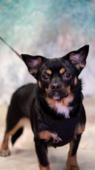 Oakley -  Rat Terrier and Terrier Dog for Adoption in Pottstown, Pennsylvania - Oakley | PetCurious