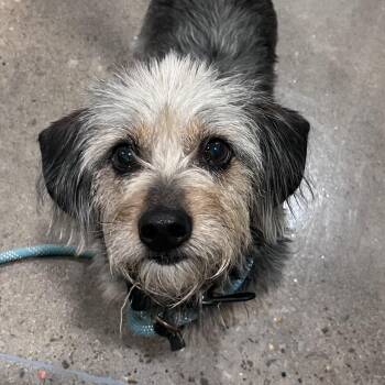Yorkshire Terrier and Dachshund Dogs Available for Adoption in Washburn, Missouri - Evo (Eve) | PetCurious