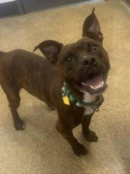 Brian -  Pit Bull Terrier Dog for Adoption in Cleveland, Ohio - Brian | PetCurious