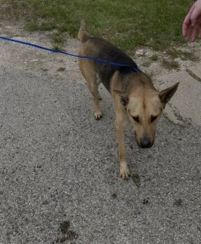 German Shepherd Dog Dogs Available for Adoption in Killeen, Texas - BINGO | PetCurious